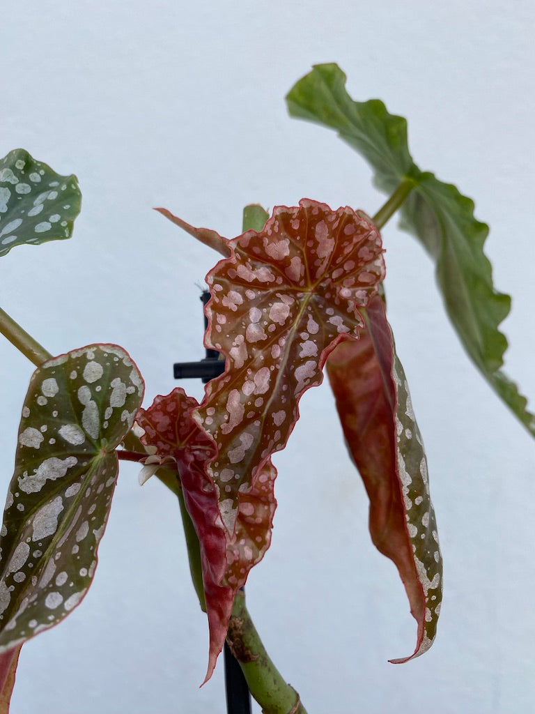 Begonia Maculata 'Barbara Hamilton'