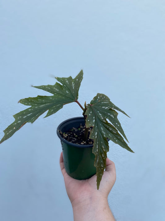 Begonia Maculata 'Sophie'